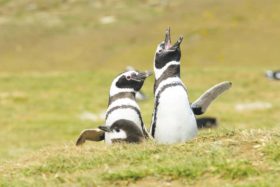 Punta Arenas: Walk with Penguins on Magdalena & Marta Island - Who should book this experience?
