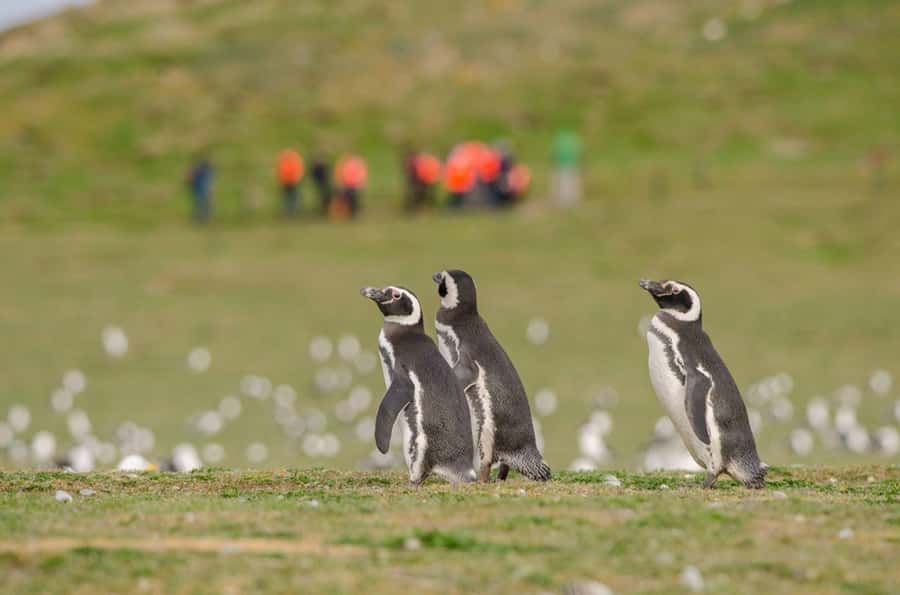 Punta Arenas: Walk with Penguins on Magdalena & Marta Island - The morning starts with a bus and a boat