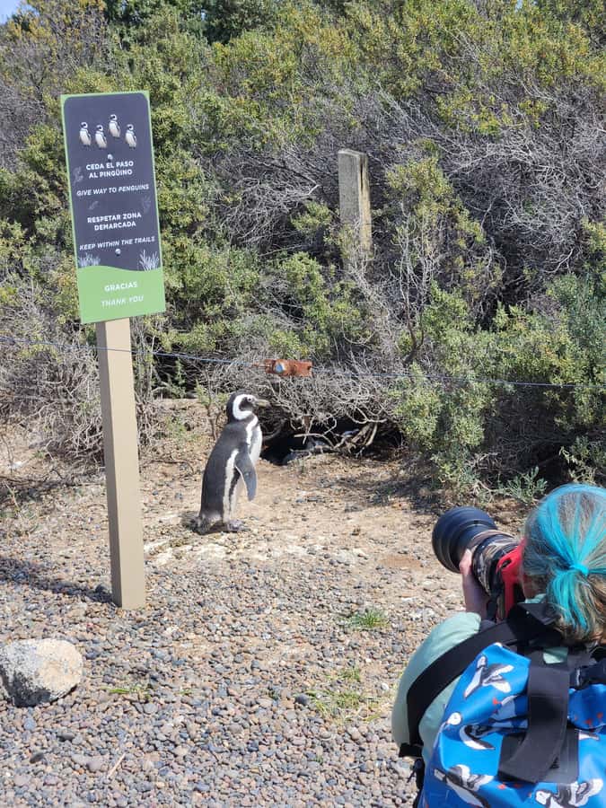 Punta Tombo Cruise Shore Excursion - Walk among penguins - Punta Tombo Is Worth the Long Road