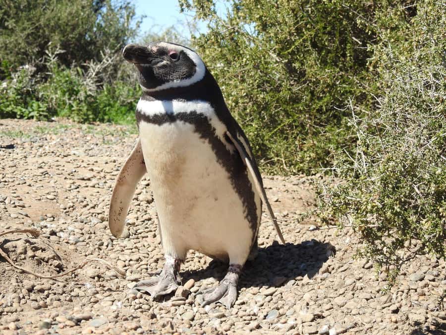 Punta Tombo Cruise Shore Excursion - Walk among penguins - Starting at the Punta Tombo Interpretation Center