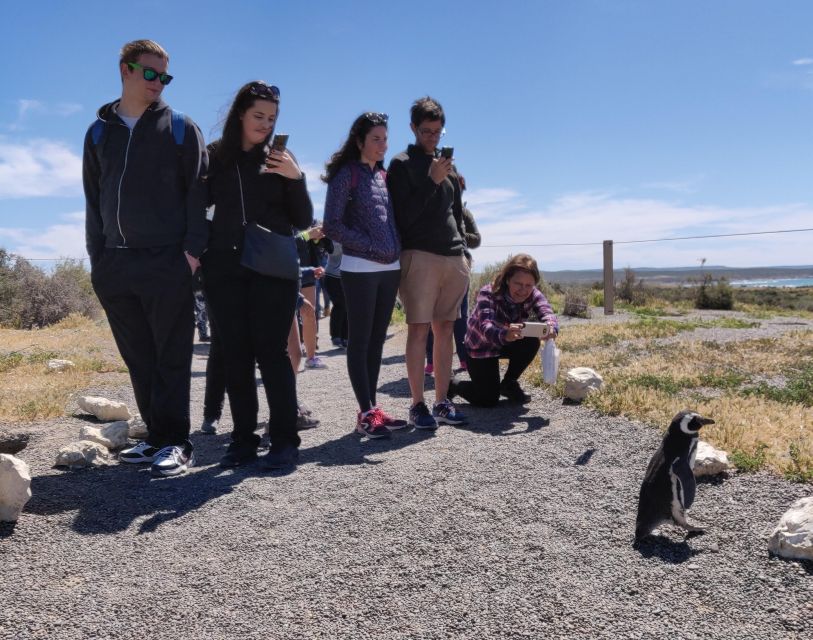 Punta Tombo Cruise Shore Excursion - Walk among penguins - Who Should Book This Shore Excursion?