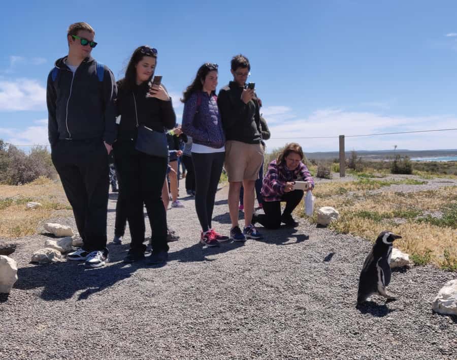 Punta Tombo Cruise Shore Excursion - Walk among penguins - The 170-Kilometer Ride Through Chubut