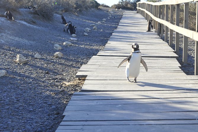 Punta Tombo Penguin Colony from Puerto Madryn with optional Toninas Watching - The Gaiman and replacement-stop question