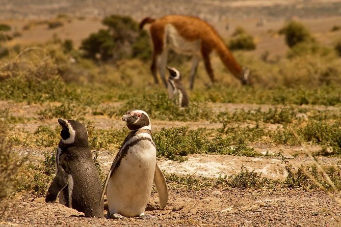 Punta Tombo Penguin Colony from Puerto Madryn with optional Toninas Watching - Who will enjoy this day most