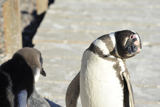 Punta Tombo Penguin Colony from Puerto Madryn with optional Toninas Watching - Smart preparation for the road