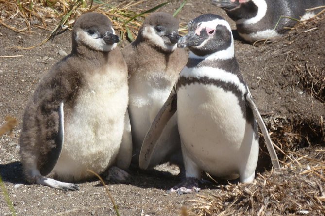 Punta Tombo Penguin Colony from Puerto Madryn with optional Toninas Watching - Punta Tombo and its penguin colony
