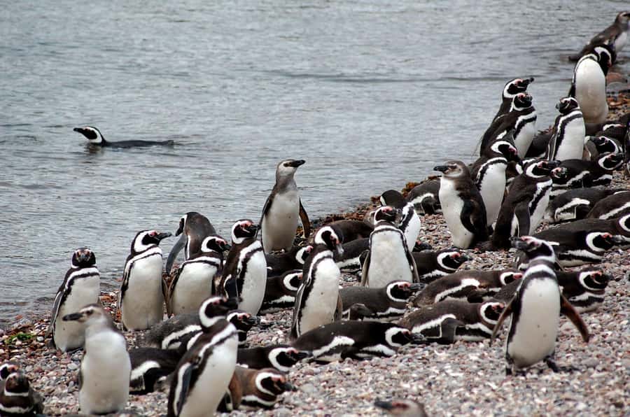Punta Tombo Penguin Tour & Optional Tonina Watching - At a Glance