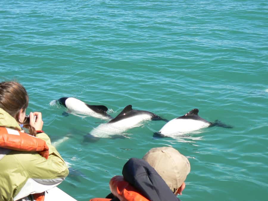 Punta Tombo Penguin Tour & Optional Tonina Watching - Puerto Rawson and the Tonina Boat Trip
