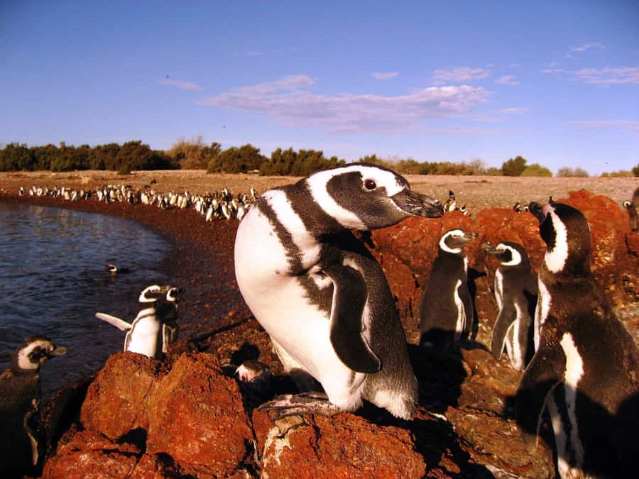 Punta Tombo Penguin Tour & Optional Tonina Watching - Walking Among Magellanic Penguins