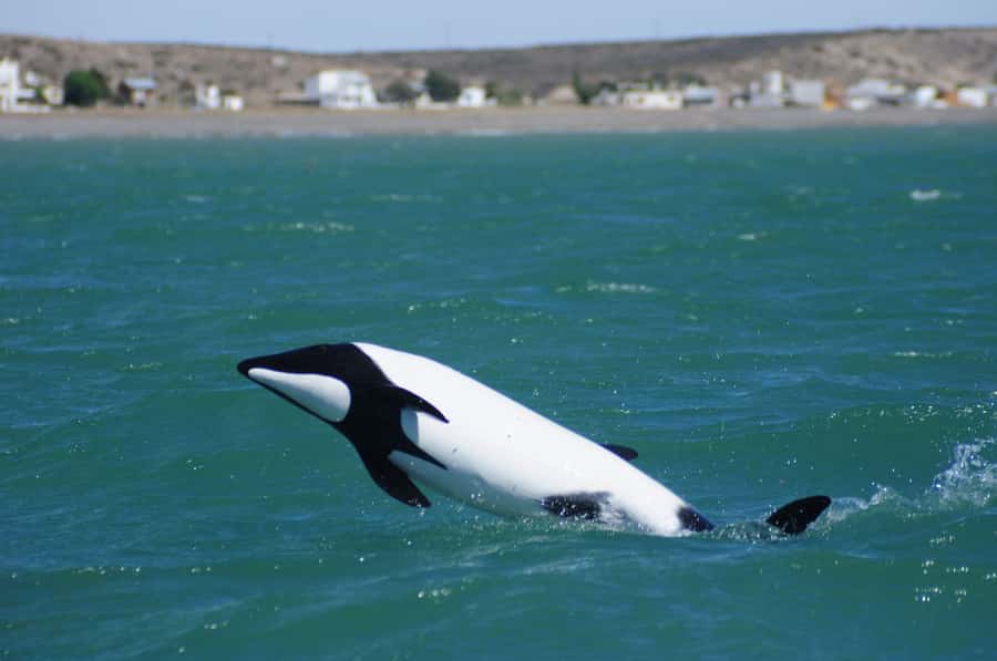 Punta Tombo Penguin Tour & Optional Tonina Watching - The Gaiman Alternative