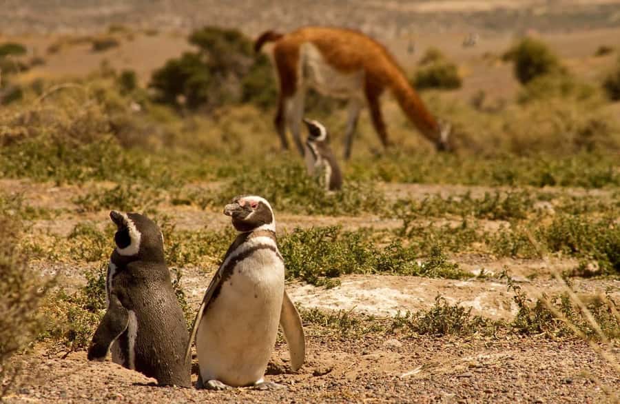 Punta Tombo Penguin Tour & Optional Tonina Watching - What the $300 Price Really Covers