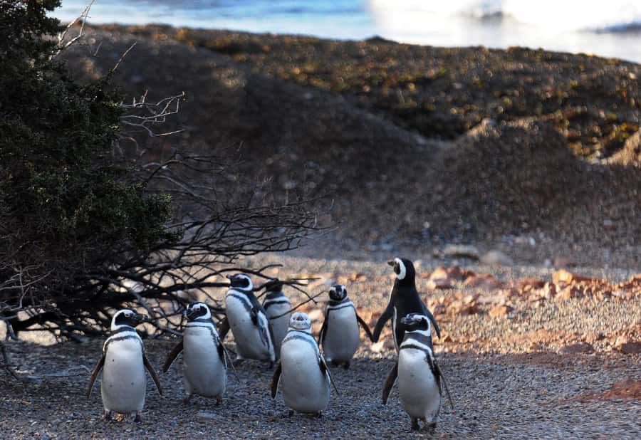 Punta Tombo Penguin Tour & Optional Tonina Watching - Practical Ways to Prepare
