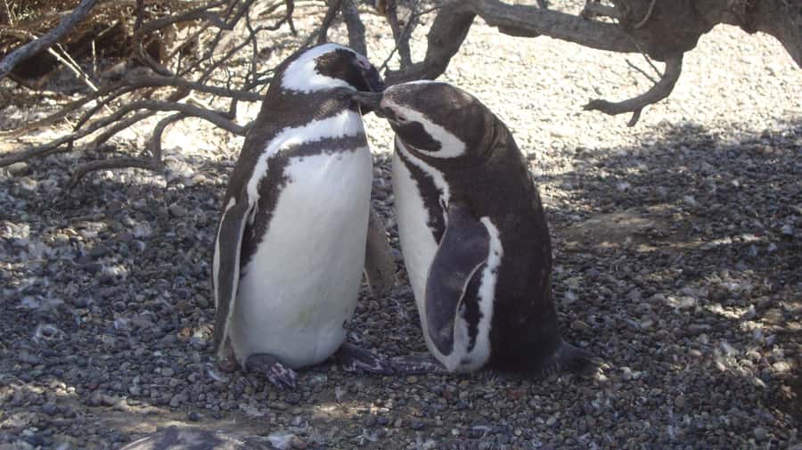 Punta Tombo Penguin Tour & Optional Tonina Watching - The Early Start From Puerto Madryn
