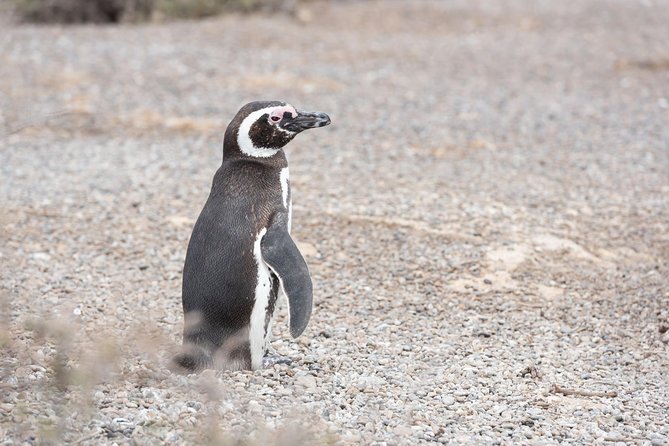 Punta Tombo Tour, the Penguin Experience - Why Punta Tombo is worth the long ride
