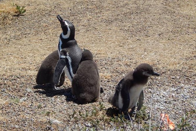 Punta Tombo Tour, the Penguin Experience - The road from Puerto Madryn to the reserve