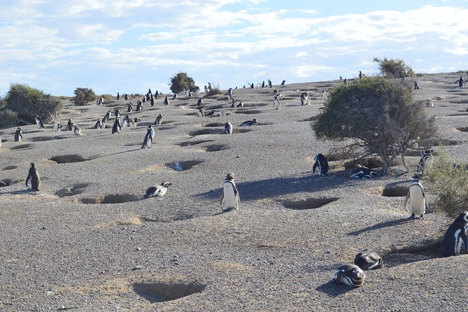 Punta Tombo Tour, the Penguin Experience - Walking among Magellanic penguins