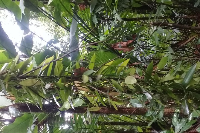 Rain forest and Bird watching - A five-hour taste of St. Lucia’s wild side