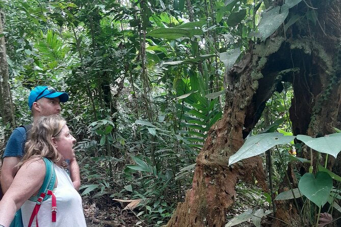 Rain forest and Bird watching - The banana plantation and St. Lucia’s working countryside