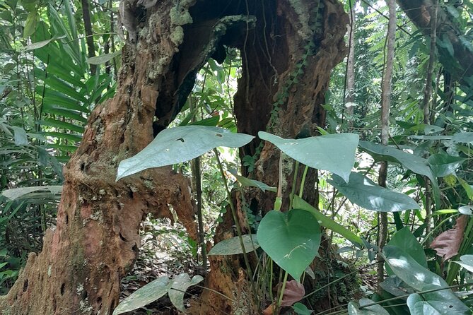 Rain forest and Bird watching - Rum distillery and local shops