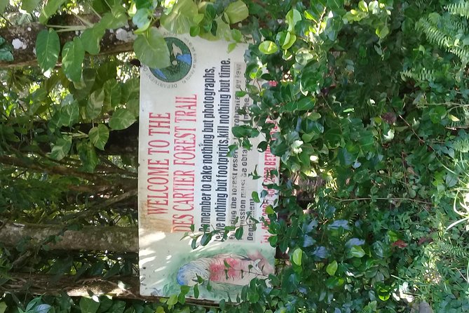 Rain forest and Bird watching - Bird watching and the elusive St. Lucia parrot