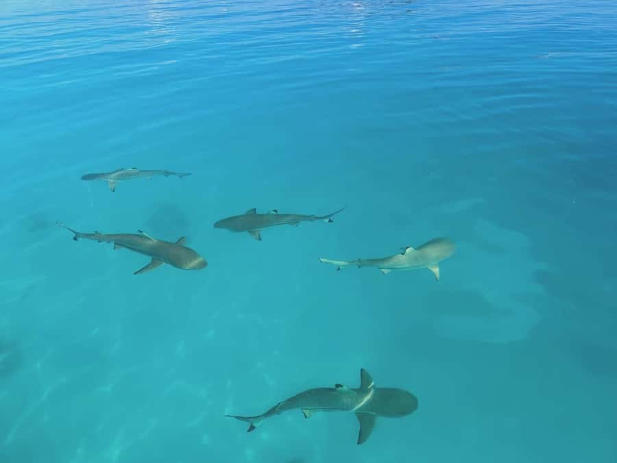 Rangiroa: Blue Lagoon Tiputa Pass Coral Garden Island Birds - Bird island and a look at local weaving
