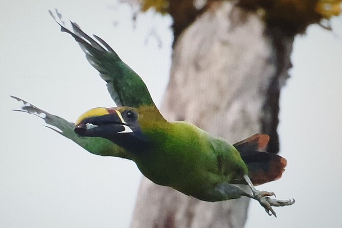 Resplendent Quetzal-Tucans- Tropical Birdwatching Tour Monteverde - Key points to know before you book