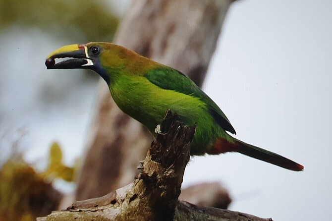 Resplendent Quetzal-Tucans- Tropical Birdwatching Tour Monteverde - Why this three-hour bird walk can be worth $100