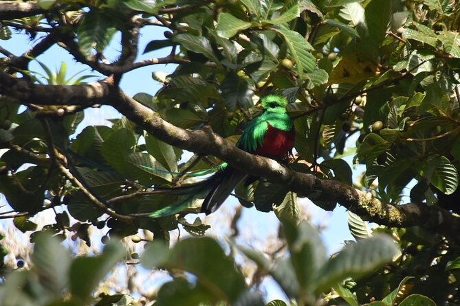 Resplendent Quetzal-Tucans- Tropical Birdwatching Tour Monteverde - The guide is the real equipment