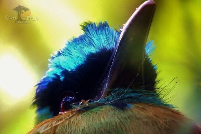 Resplendent Quetzal-Tucans- Tropical Birdwatching Tour Monteverde - Walking conditions and the question of safety