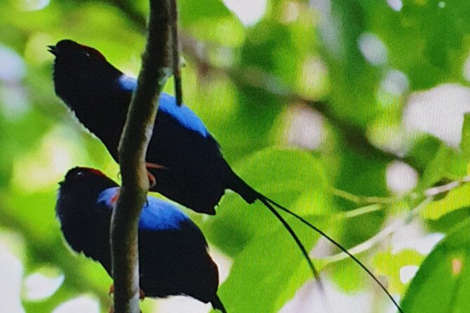 Resplendent Quetzal-Tucans- Tropical Birdwatching Tour Monteverde - Ficus Trails and the strangler fig