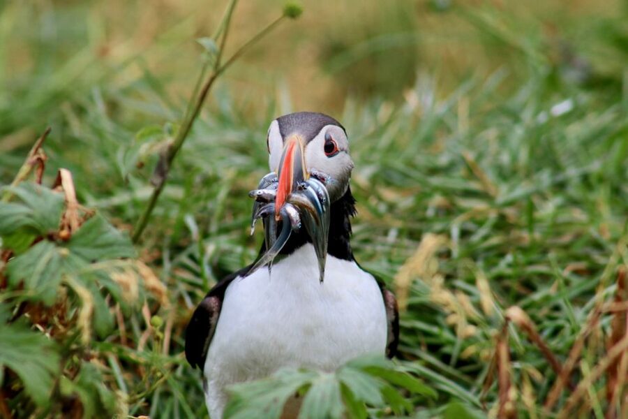 Reykjavik: 1-Hour Puffin Watching Tour - What this Reykjavik puffin cruise is really like
