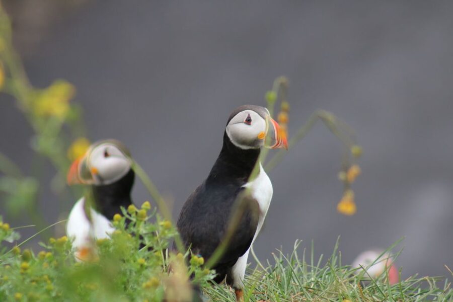 Reykjavik: 1-Hour Puffin Watching Tour - Reaching Akurey, Engey, or Lundey