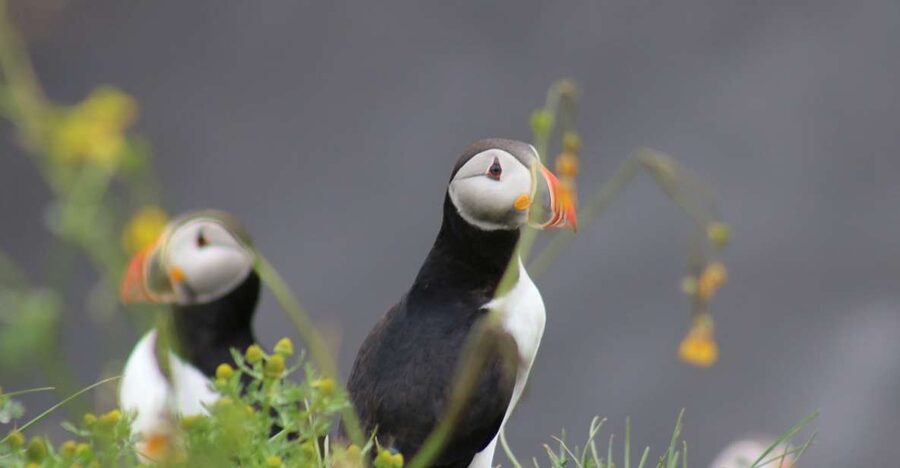 Reykjavik: 1-Hour Puffin Watching Tour - The first 15 minutes across Faxaflói