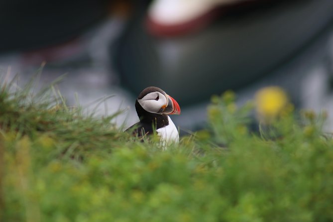 Reykjavik Premium Puffin tour | Close Up and Personal - Key points to know before you book