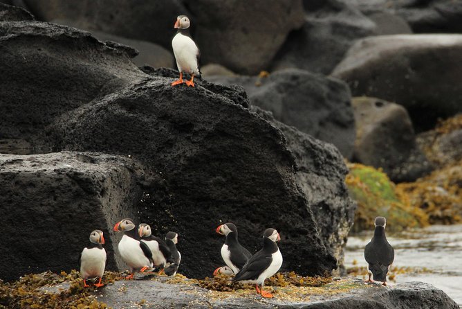 Reykjavik Premium Puffin tour | Close Up and Personal - From Reykjavik harbor to Lundey in minutes
