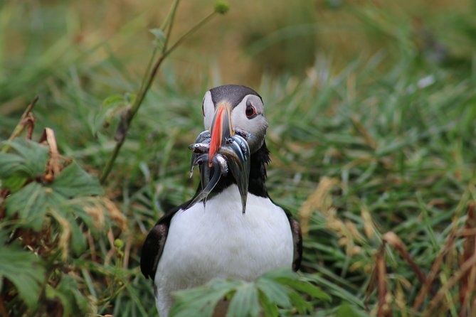 Reykjavik Premium Puffin tour | Close Up and Personal - Timing, cancellation, and practical details