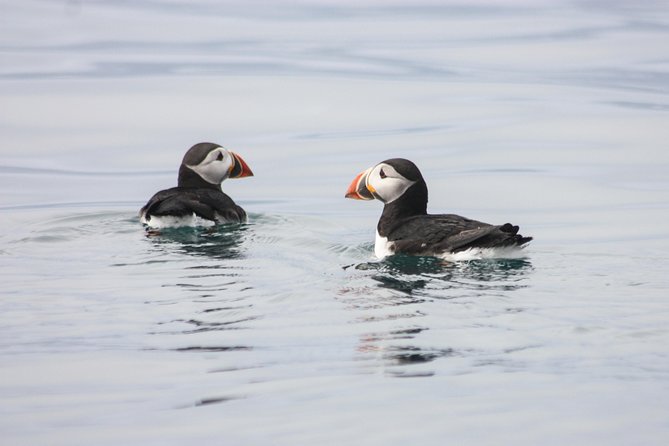 Reykjavik Premium Puffin tour | Close Up and Personal - What Lundey gives you