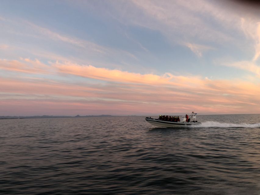 Reykjavik: Premium Whale and Puffin Watching Evening Tour - Key points at a glance