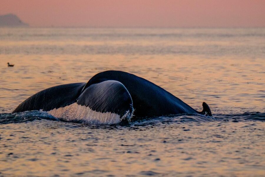 Reykjavik: Premium Whale and Puffin Watching Evening Tour - Who should book this evening tour?