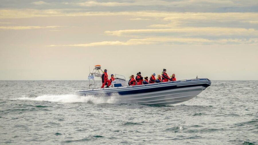 Reykjavik: Premium Whale and Puffin Watching Evening Tour - What the 12-person RIB changes