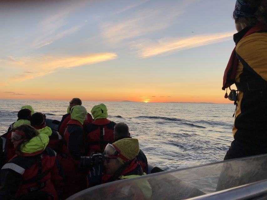 Reykjavik: Premium Whale and Puffin Watching Evening Tour - Around the puffin islands