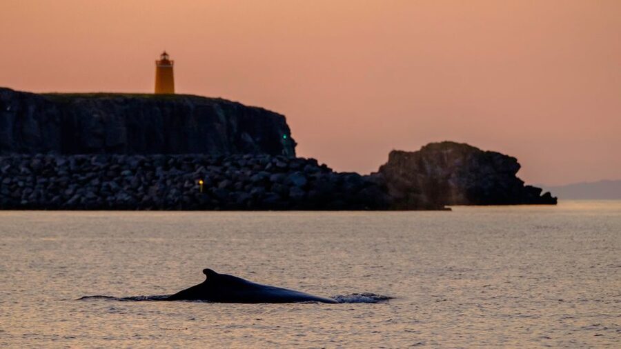 Reykjavik: Premium Whale and Puffin Watching Evening Tour - What the ride feels like in practice
