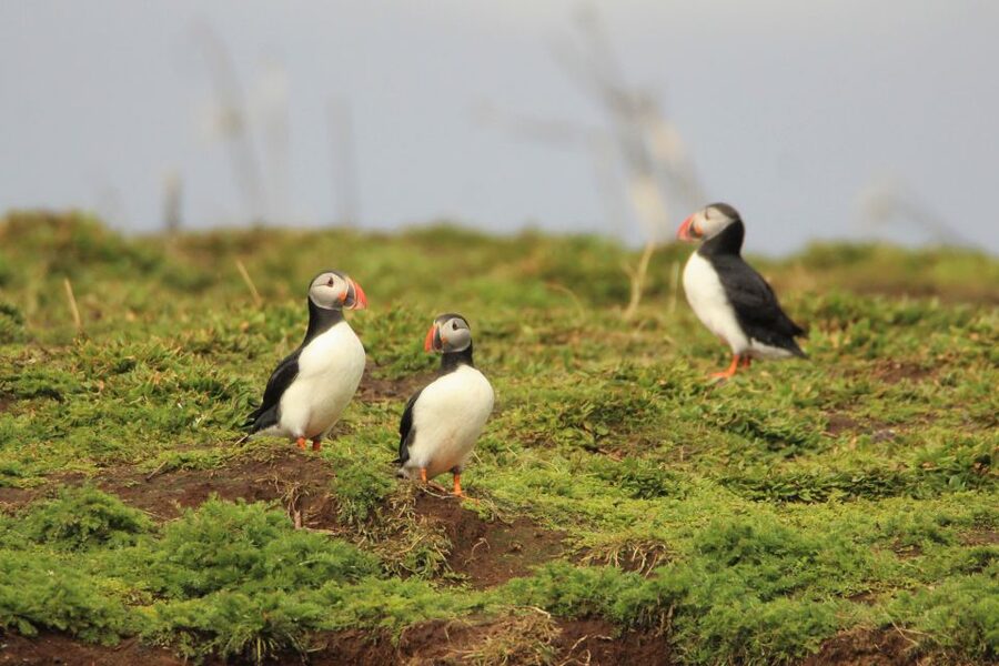 Reykjavik: Premium Whale and Puffin Watching Evening Tour - The shoreline ride back to Reykjavík