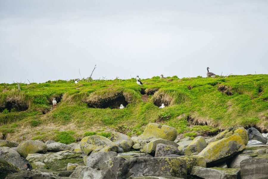 Reykjavik: Puffin Watching Boat Tour - Getting Close Without Entering the Colony
