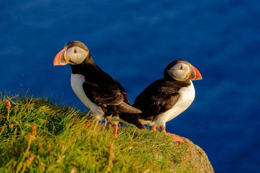 Reykjavik: Puffin Watching Tour - Key points before you book
