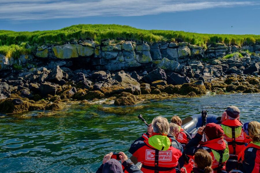 Reykjavik: Puffin Watching Tour - Should you book the Reykjavik puffin tour?