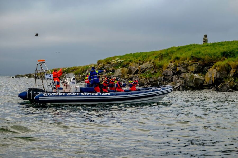 Reykjavik: Puffin Watching Tour - Puffin behavior, seabirds, and the guide’s commentary