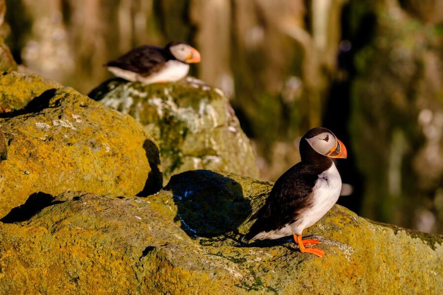 Reykjavik: Puffin Watching Tour - Photography: bring your phone, but manage expectations