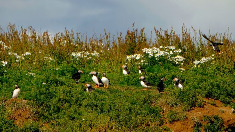 Reykjavik: Puffin Watching Tour - Is one hour enough for this tour?