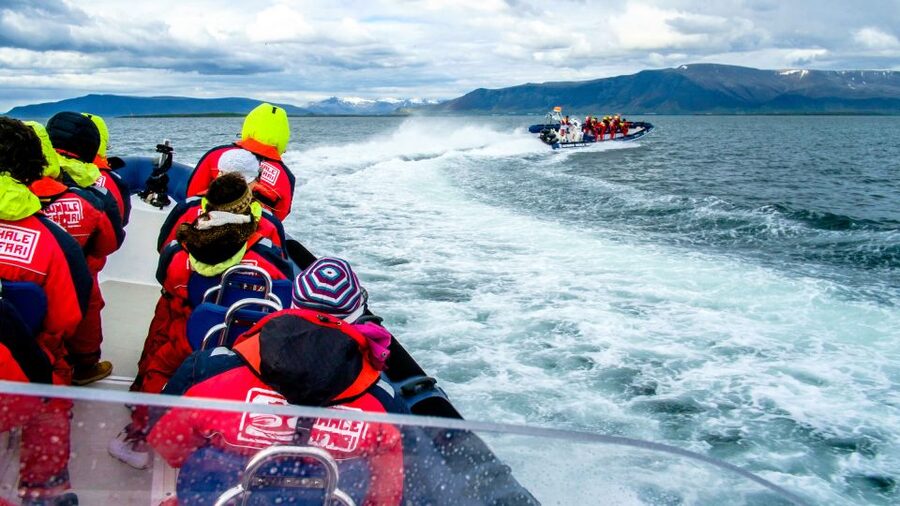 Reykjavik: Puffin Watching Tour - Price and value at $101 per person